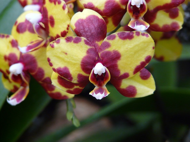 orchidee indonesie, flora indonesie, fauna indonesie, flora en fauna indonesie, rondreis indonesie, rondreizen door indonesie