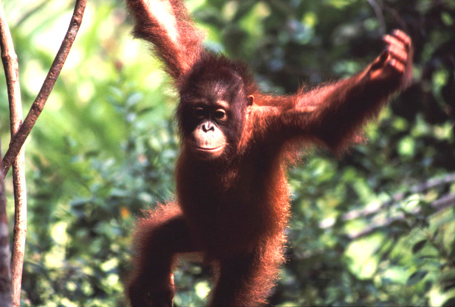 borneo, rondreis borneo, rondreis maleisie, eiland borneo, oerang oetang