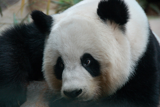 chiang mai zoo, chiang mai, rondreis thailand, thailand rondreizen, bezienswaardigheden chiang mai, 
