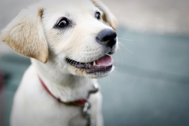 vakantie met de hond