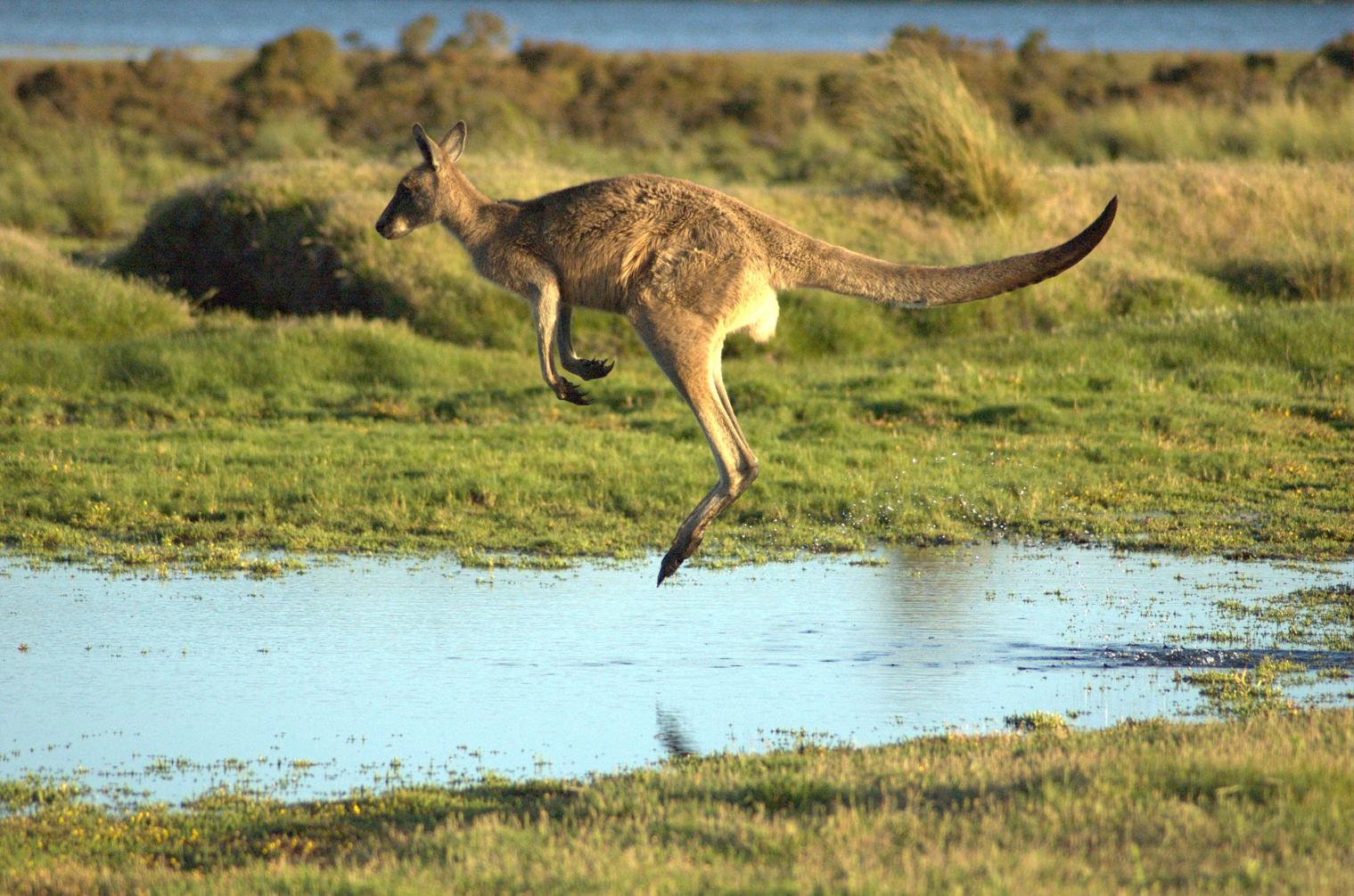 australië rondreizen, rondreizen door australië, kangoeroe australië