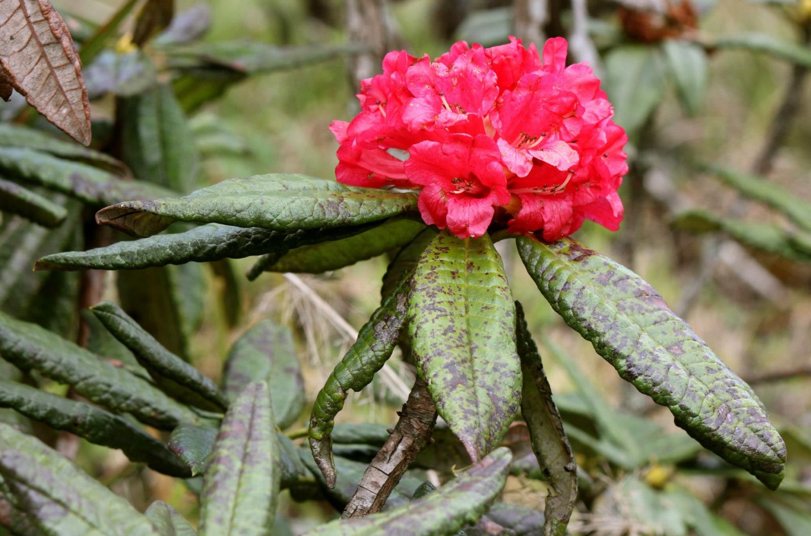 rondreis nepal, flora nepal, nepal highlights, 