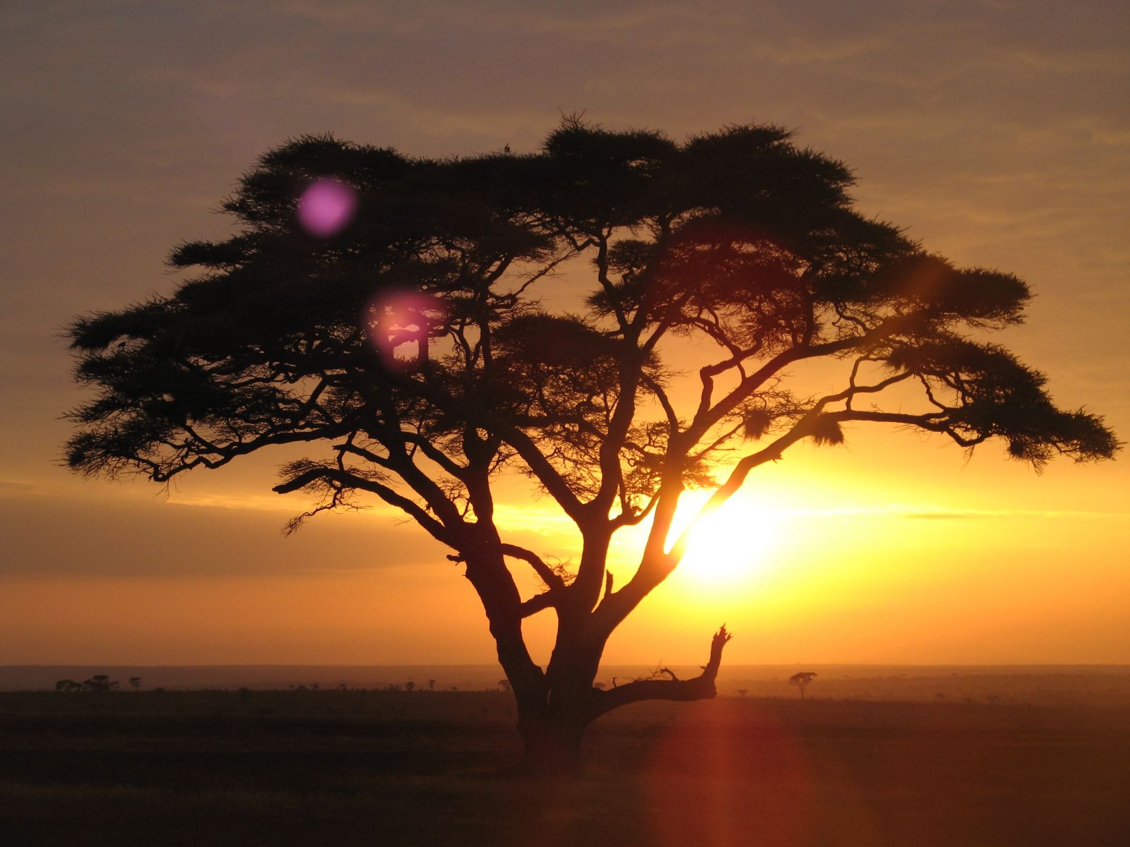 10 topplekken safari, tien topplekken safari