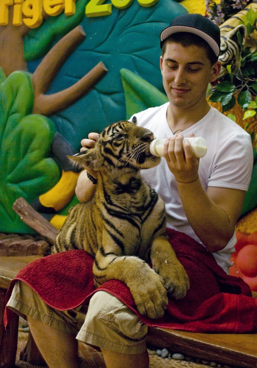 tiger zoo pattaya, highlights pattaya, pattaya, thailand rondreizen, rondreis thailand, bezienswaardigheden pattaya,