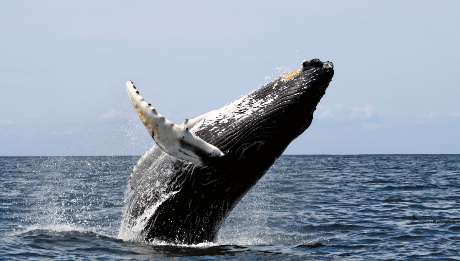 walvisspotten, walvis, walvissen
